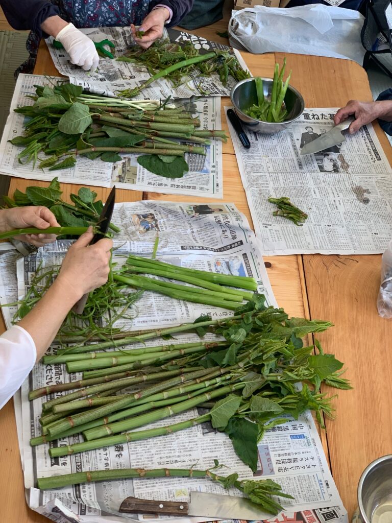 Japanese knotweed