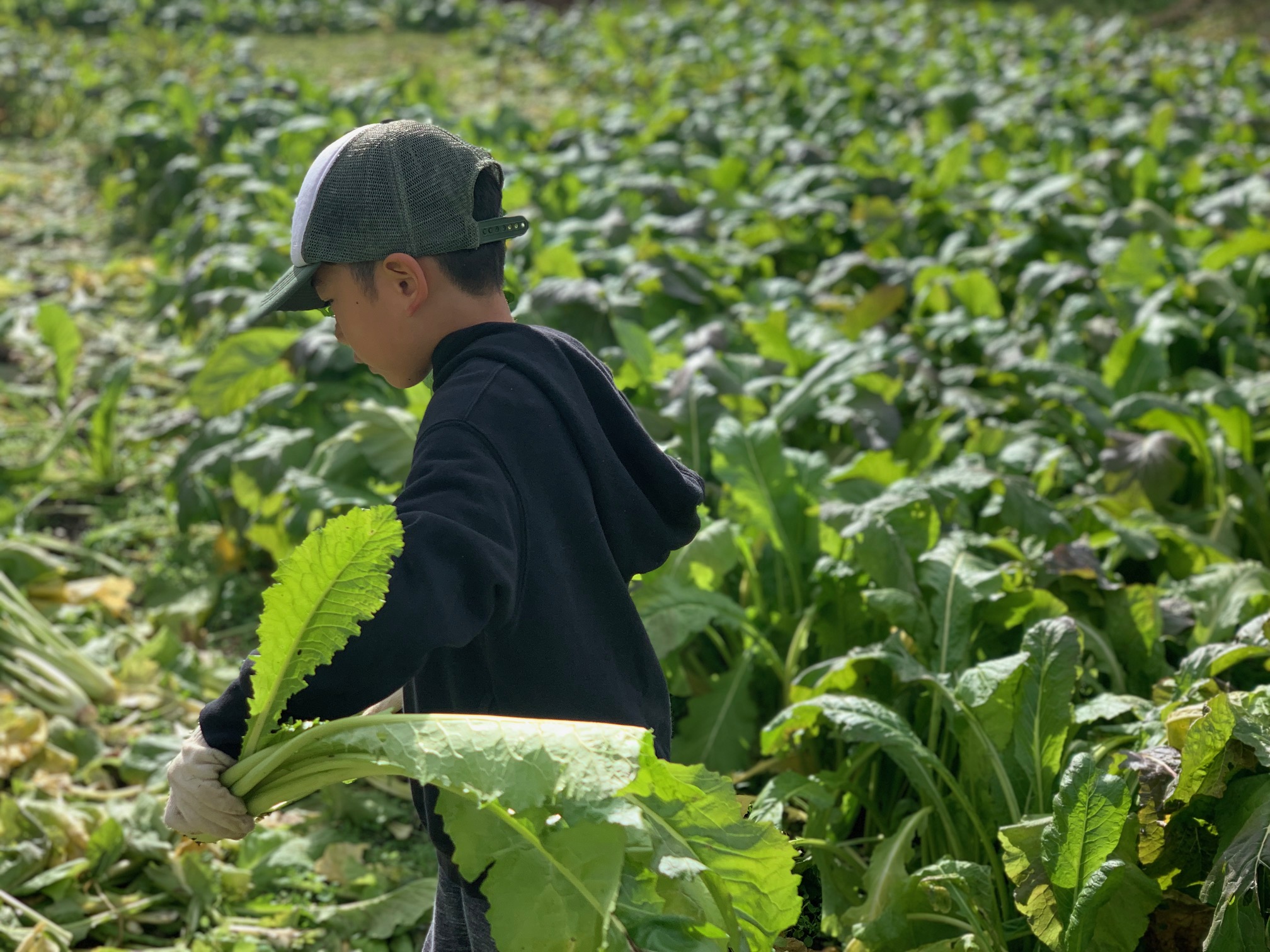 24年12月野沢菜刈りと野沢菜漬