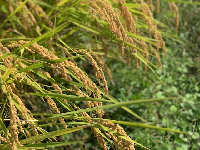 25年 わたしたちのお米づくり